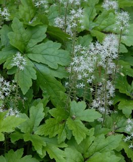 How to Grow & Care for Foamflower (Tiarella) | Garden Design