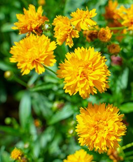 'EARLY SUNRISE' COREOPSIS