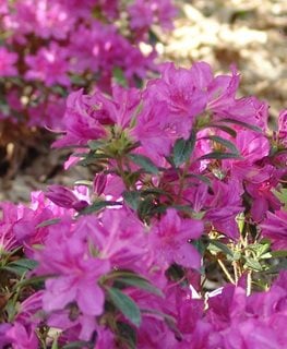 How to Grow & Care for Azalea Bushes | Garden Design