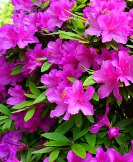 'FORMOSA' AZALEA