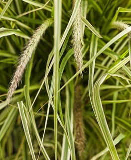 Graceful Grasses® ‘Sky Rocket’ Variegated Red Fountain Grass