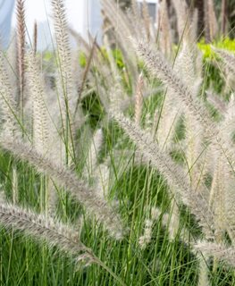 ‘Hameln’ Oriental Fountain Grass