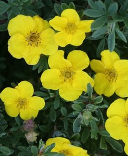 Happy Face® Yellow potentilla