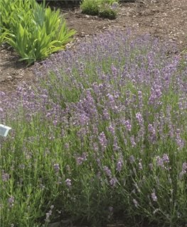 Lavender Growing Guide, Tui