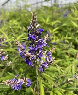 Blue Puffball Vitex