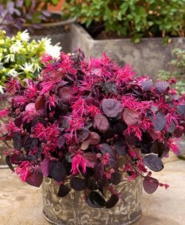 Jazz Hands Bold Loropetalum, Chinese Fringe Flower, Loropetalum Chinense
Proven Winners
Sycamore, IL