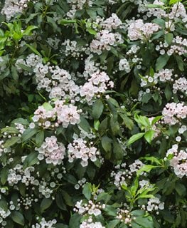 MOUNTAIN LAUREL