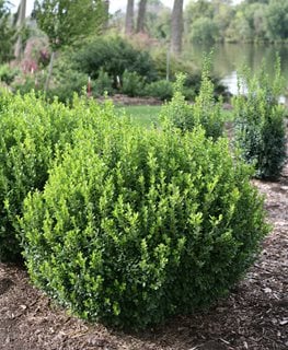 hardy evergreen shrubs zone 4 climate