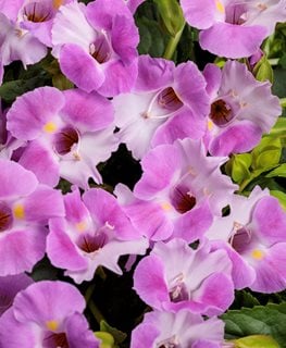 Catalina® Pink wishbone flower