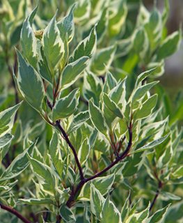 Elegantissima Tatarian Dogwood, Cornus Alba, Tatarian Dogwood
Shutterstock.com
New York, NY