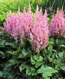 Growing Astilbe – How to Grow & Care for Astilbe Plants | Garden Design