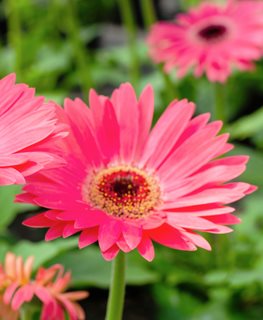 Majorette Pink Halo Gerbera Daisy, Gerbera Jamesonii
Shutterstock.com
New York, NY