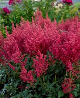 Growing Astilbe – How to Grow & Care for Astilbe Plants | Garden Design