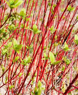 Siberica Tatarian Dogwood, Cornus Alba
Shutterstock.com
New York, NY