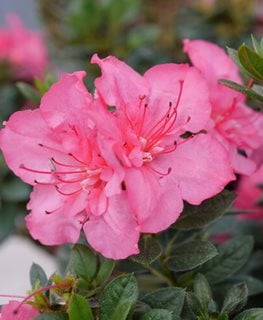 PERFECTO MUNDO® EPIC CORAL® AZALEA