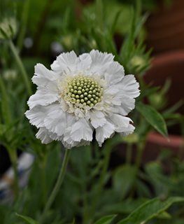Fama White Scabiosa, White Scabiosa Flower
Shutterstock.com
New York, NY