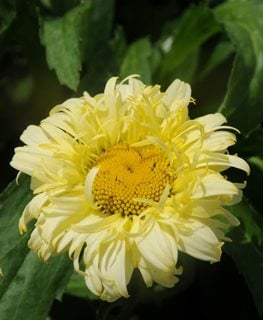 Goldfinch Shasta Daisy, Leucanthemum Superbum, Yellow Daisy  Millette Photomedia  