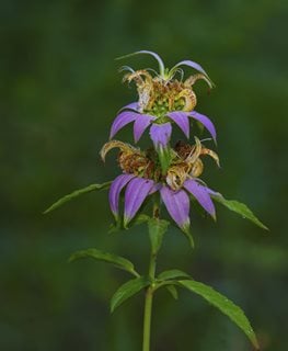 bee balm toxic to dogs