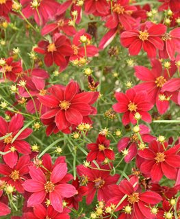'SCARLET RIBBONS' THREADLEAF COREOPSIS