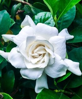 Growing Gardenias: How to Care for Gardenia Plants | Garden Design