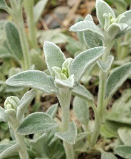 Buy Silky Fleece Dwarf Lambs Ear Plants, FREE SHIPPING