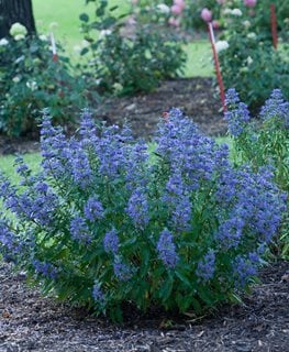 Beyond Midnight® Bluebeard