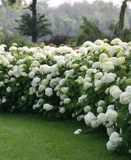 Incrediball® Smooth Hydrangea