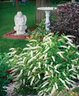 Little Henry® Sweetspire