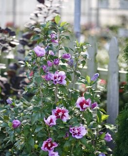 Purple Pillar® Rose of Sharon