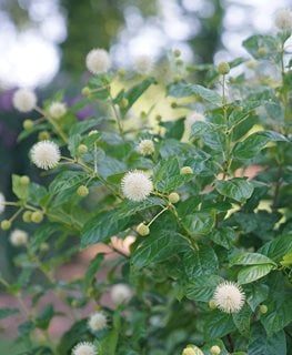 Sugar Shack® buttonbush