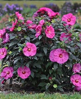 Summerific® 'Berry Awesome' rose mallow