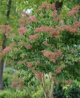 Temple of Bloom® heptacodium