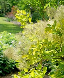 Winecraft Gold® Smokebush