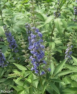 Blue Diddley Vitex