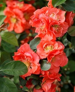 Double Take® Peach flowering quince