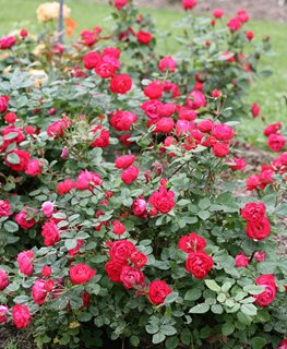 Oso Easy Double Red® rose