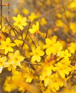 Winter Jasmine