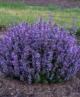 Cat's Pajamas' Catmint  Buy Proven Winners Plants Online – Proven