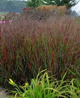 Prairie Winds® 'Cheyenne Sky' red switch grass