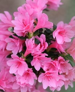 ‘CORAL BELLS’ AZALEA