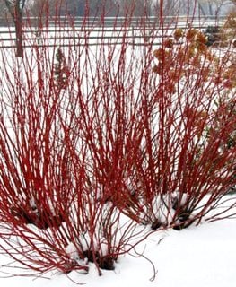 Arctic Fire Red dogwood