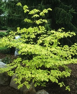 Golden Shadows Pagoda Dogwood