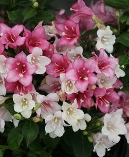 Are weigela poisonous to clearance dogs