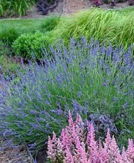 Lavender tree guide 🌲 🌸 Varieties, care, and tips for healthy plants