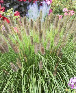 ‘Puppy Love’ Fountain Grass