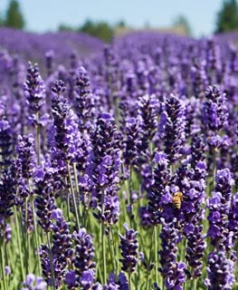 Lavender tree guide 🌲 🌸 Varieties, care, and tips for healthy plants