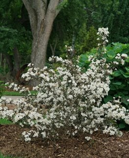 Wine & Spirits® weigela