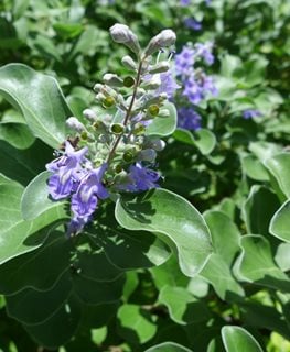 Arabian Lilac Vitex