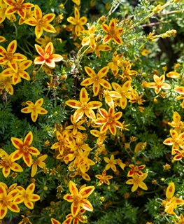 Blazing Star Bidens
Shutterstock.com
New York, NY