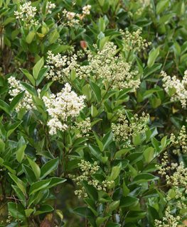 A Guide to Growing Privet Responsibly | Garden Design